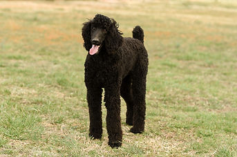 ironwoodriversidek9s-27.jpg