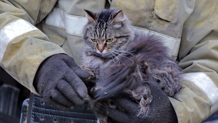 Как сотрудники МЧС спасают наших питомцев