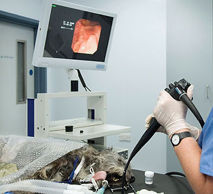 endoscope.jpg