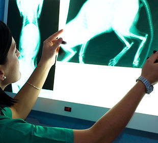veterinary-radiologist.jpg