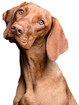 t2-PhotoRoom (1).png