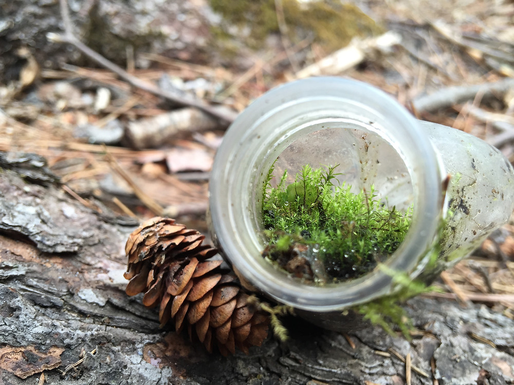 Moss growing inside of a plastic bottle that was thrown away