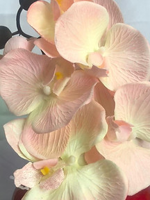 ORQUÍDEAS PALO DE ROSA