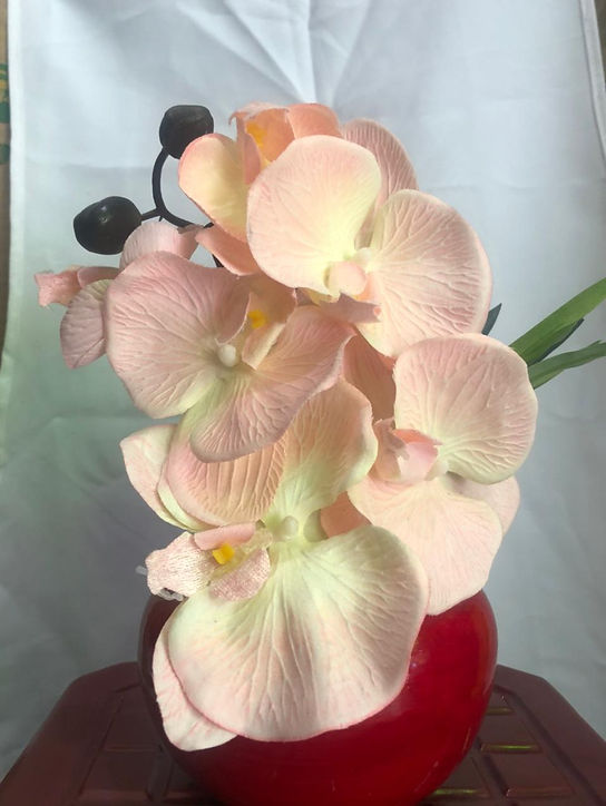 ORQUÍDEAS PALO DE ROSA
