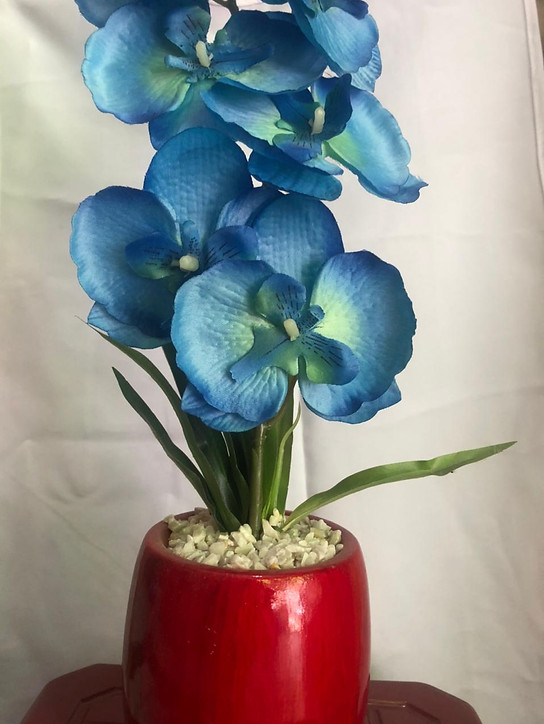ORQUÍDEA AZUL