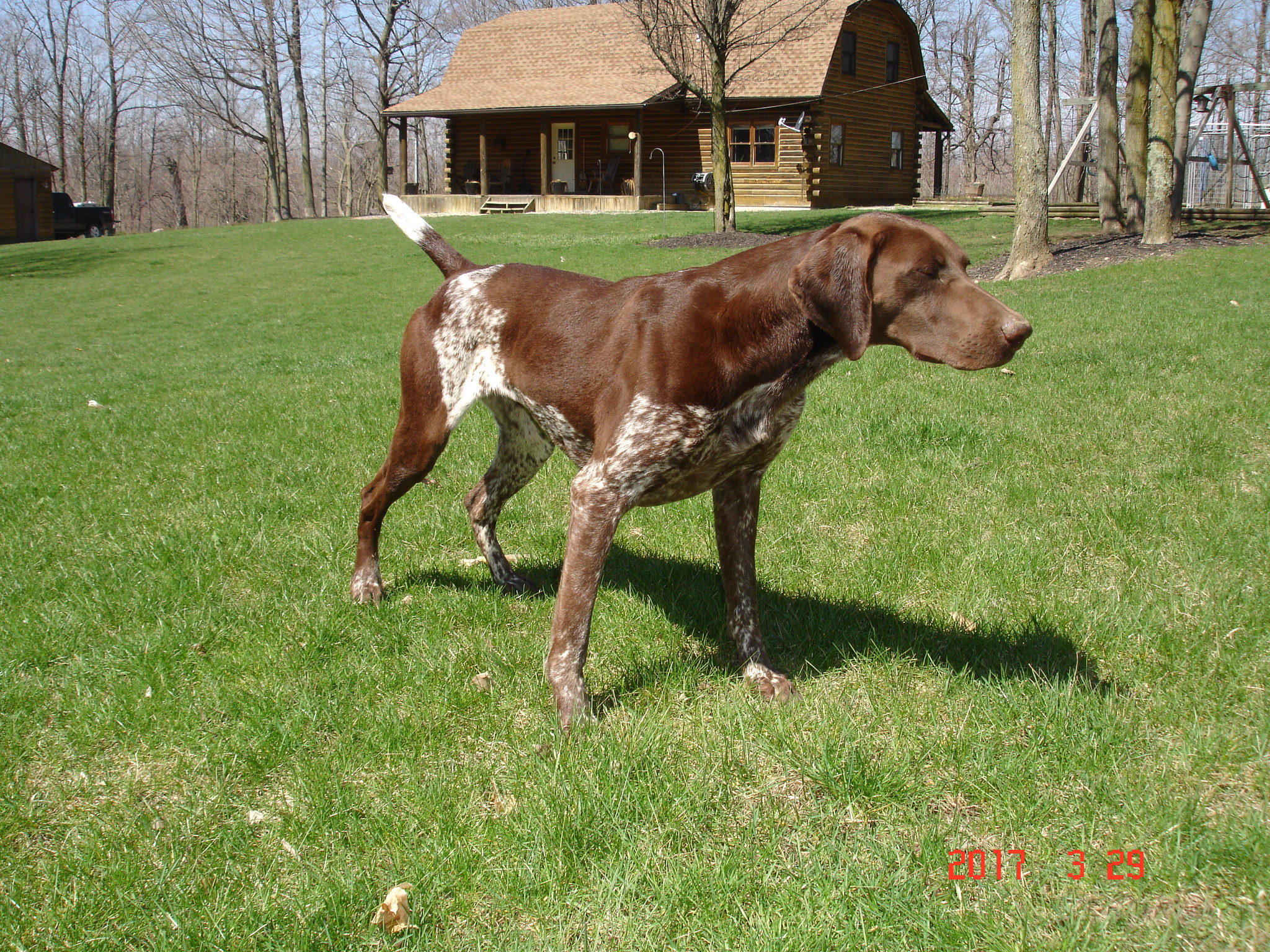 Gsps Dream Point Kennels