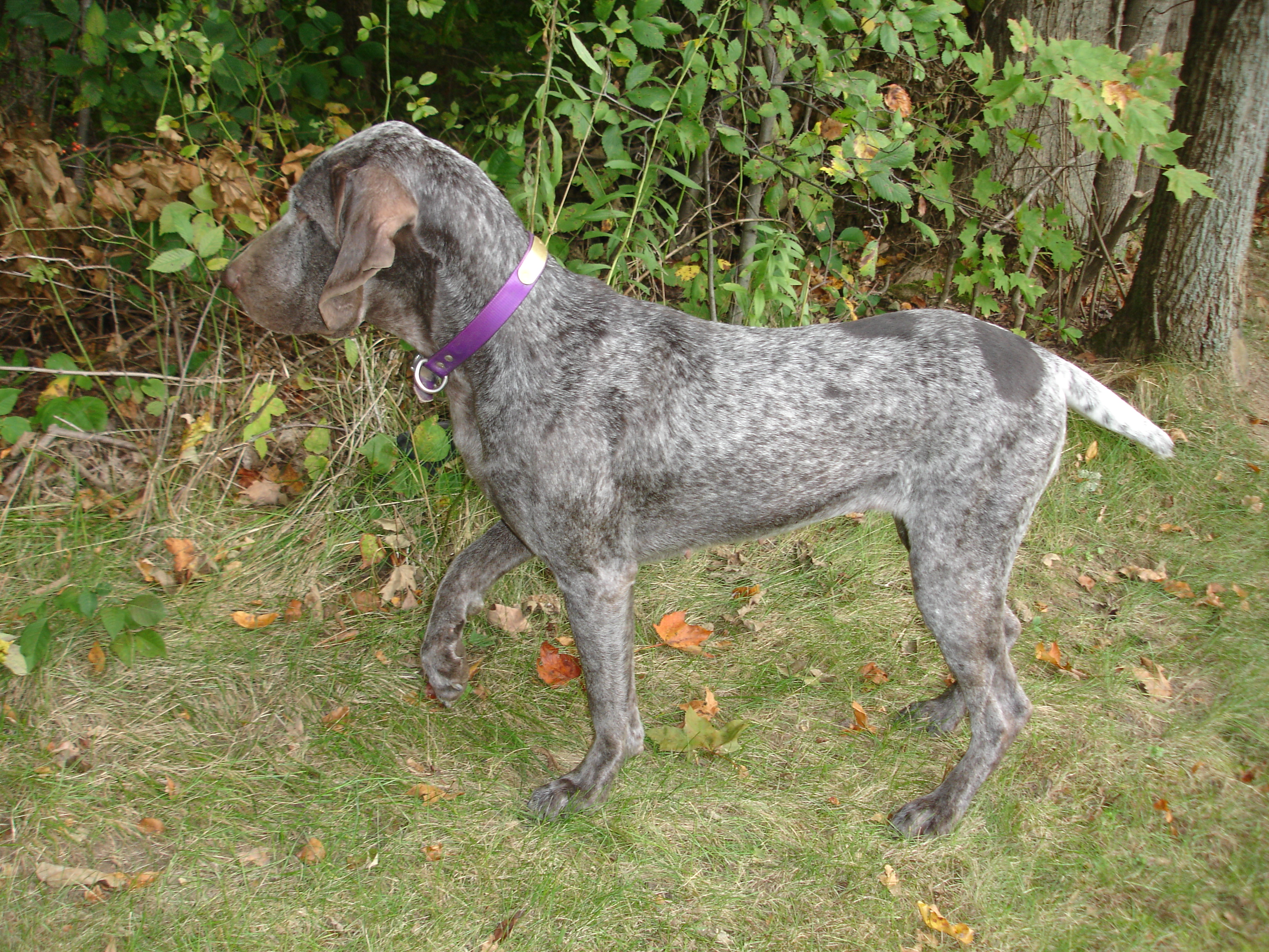 Burgos Pointers dreampointkennels