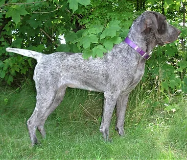 spanish pointer puppies for sale