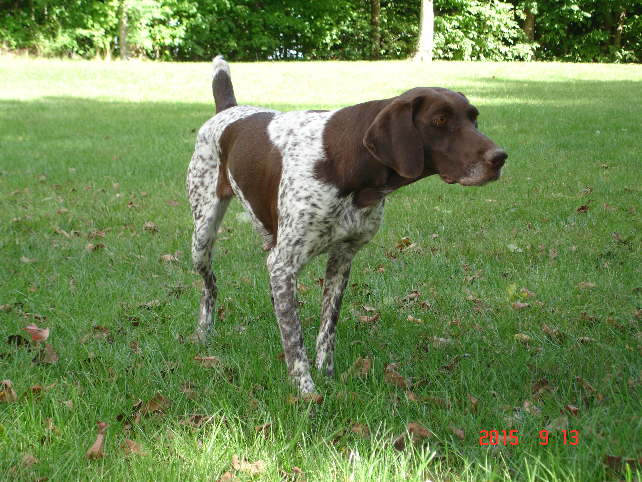 Gsps Dream Point Kennels