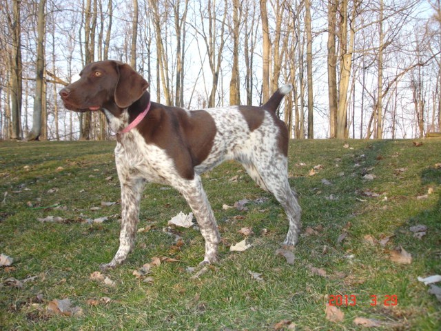 Gsps Dream Point Kennels