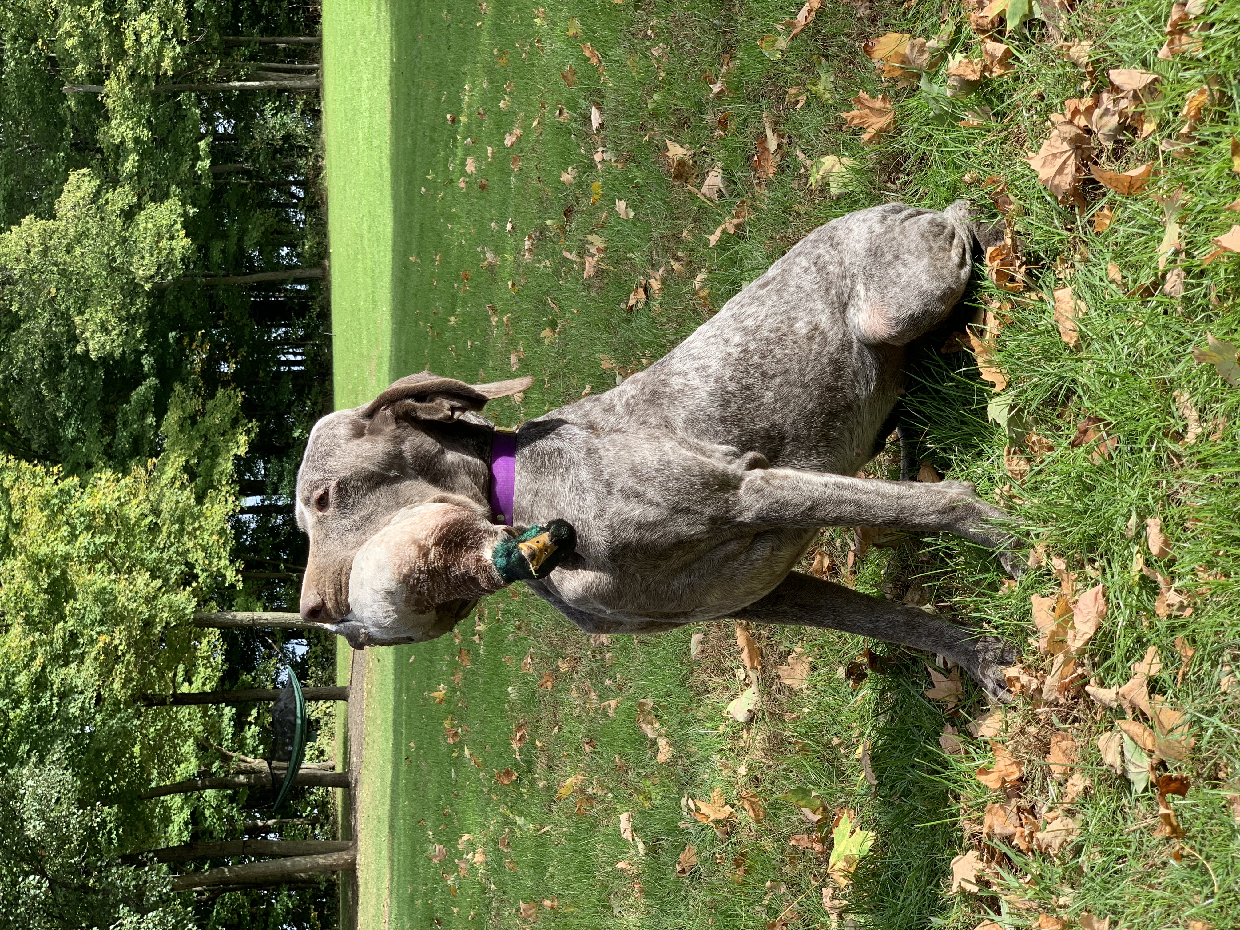 hunter point kennels