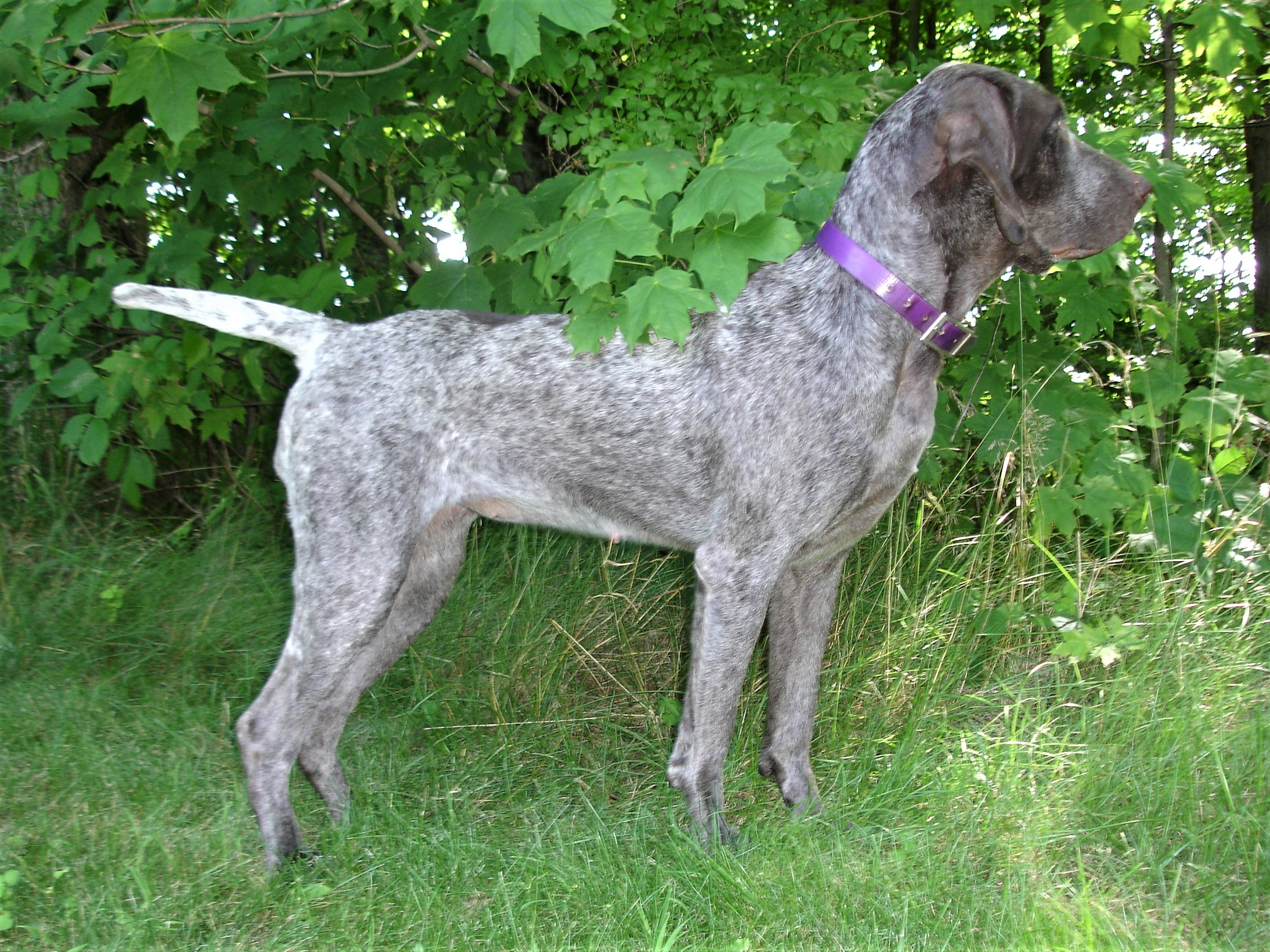 Burgos Pointers dreampointkennels