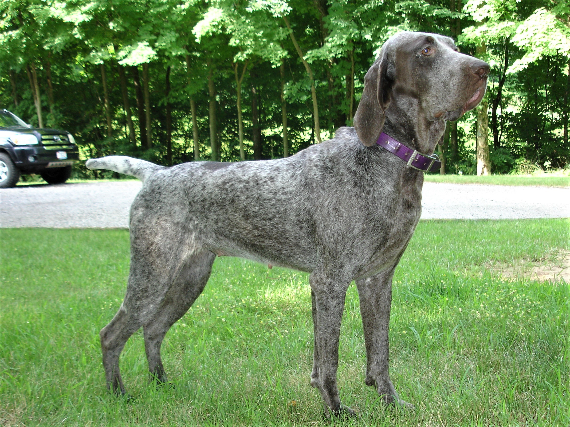 Burgos Pointers dreampointkennels