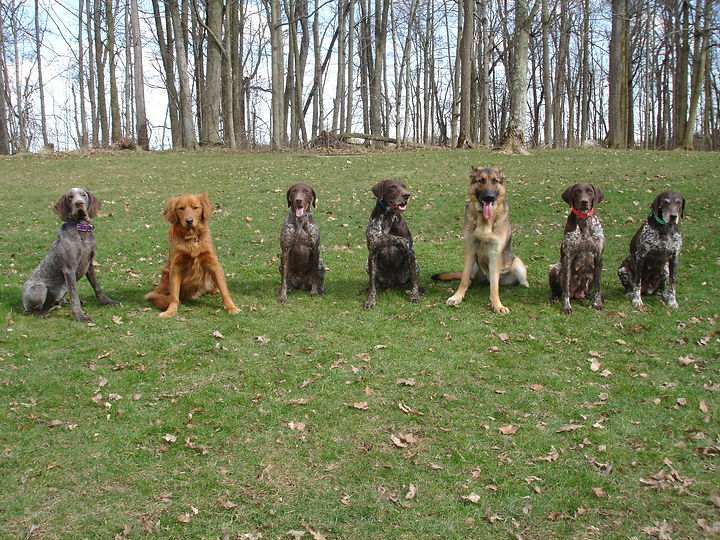 7 dogs, with 4 different breeds, all sitting in a line facing forward