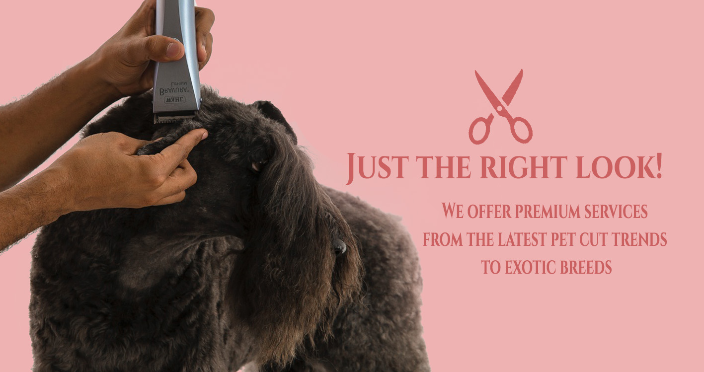 Dog Groomer San Diego Gabriel Feitosa Groomer