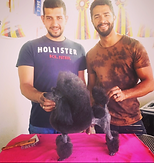 Continental poodle trim dog groomer san diego