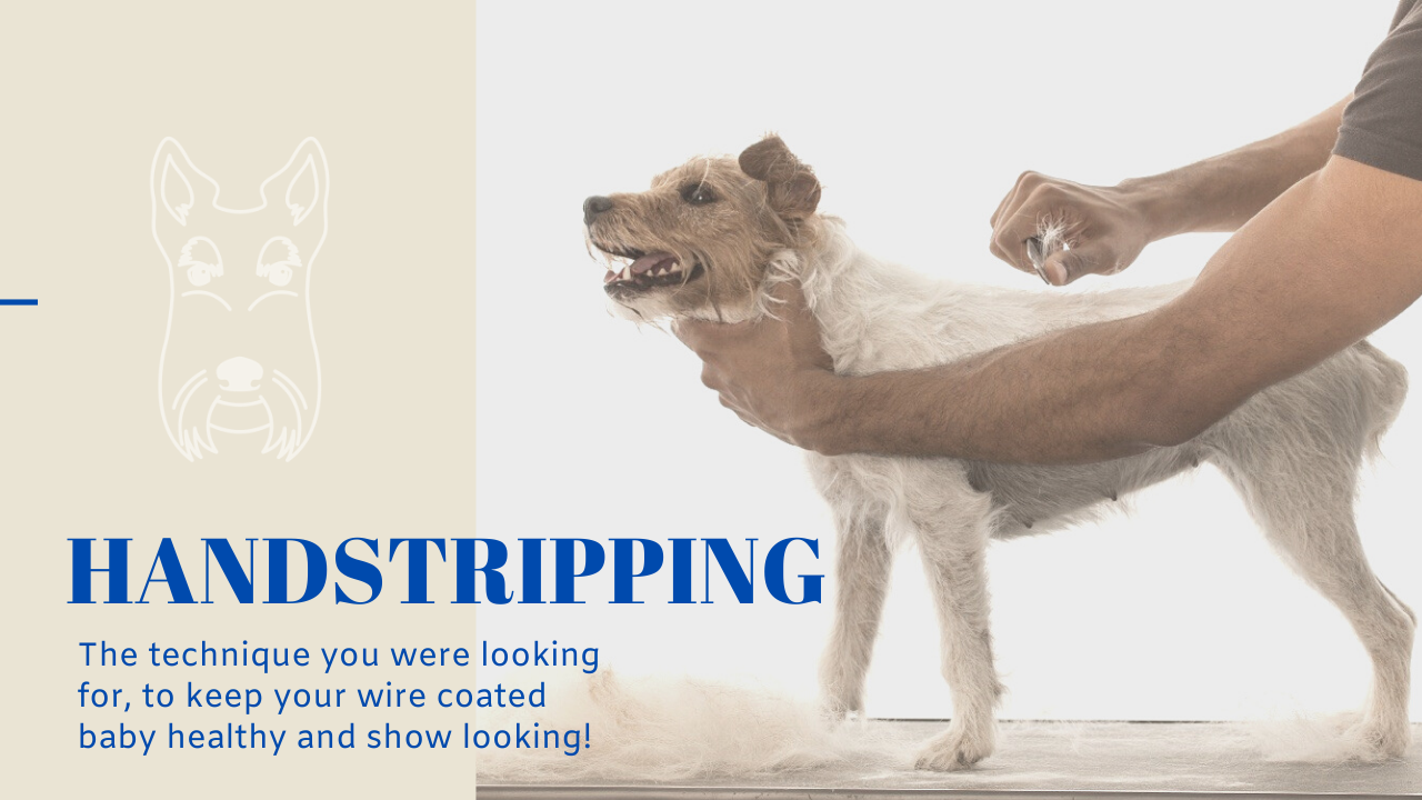 Dog Groomer San Diego Gabriel Feitosa Groomer