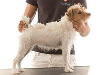 Parson Terrier Before