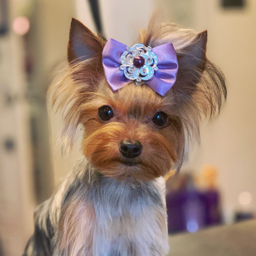 Stella