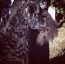 Kerry Blue Terrier Groomer San Diego