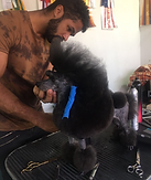 Continental poodle trim dog groomer san diego