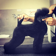Toy Poodle German Style
