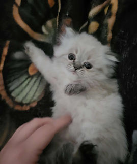 8e41ecb0-32e3-4071-afe3-630df3e446b8_edi