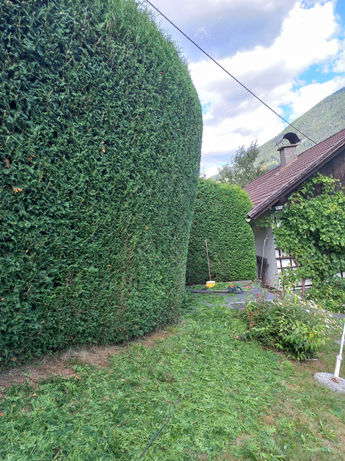 Getrimmte Hecke