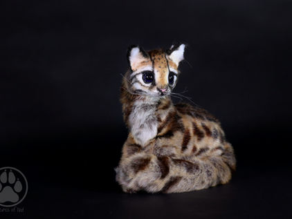 I Was Here - Inside Olis the Ocelot Kitten.