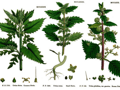 Wunderkammer Plant Guide - Kalatha Region