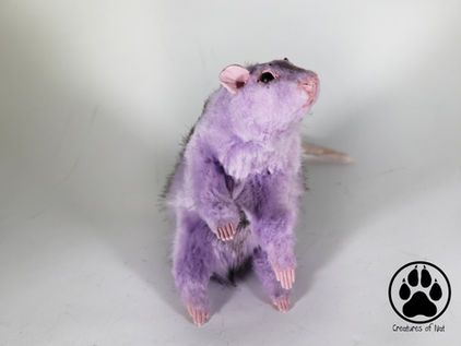 Inside Syringa the Lilac Rat
