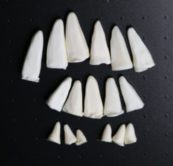 Set of small spines - READY TO SHIP