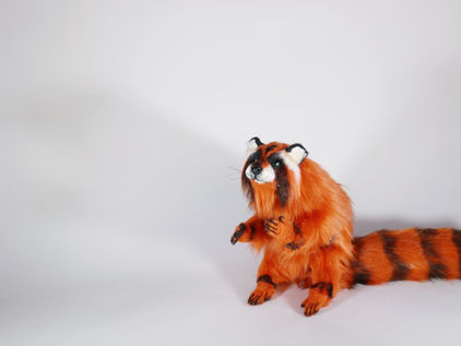 Inside Ochiba Fallen Leaves Raccoon