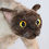 Thumbnail: Zoomies Cat - Burmese artdoll
