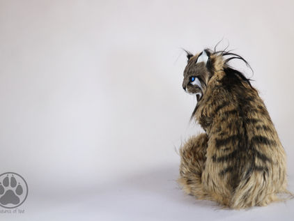 Inside Valla the Canyon Wildcat.