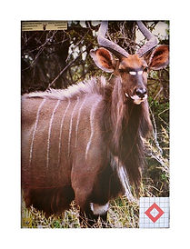 Nyala life-size paper target