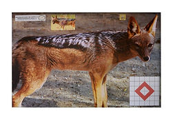 Jackal paper target
