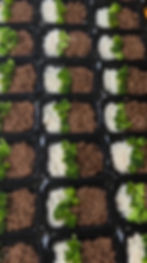 Teriyaki Beef