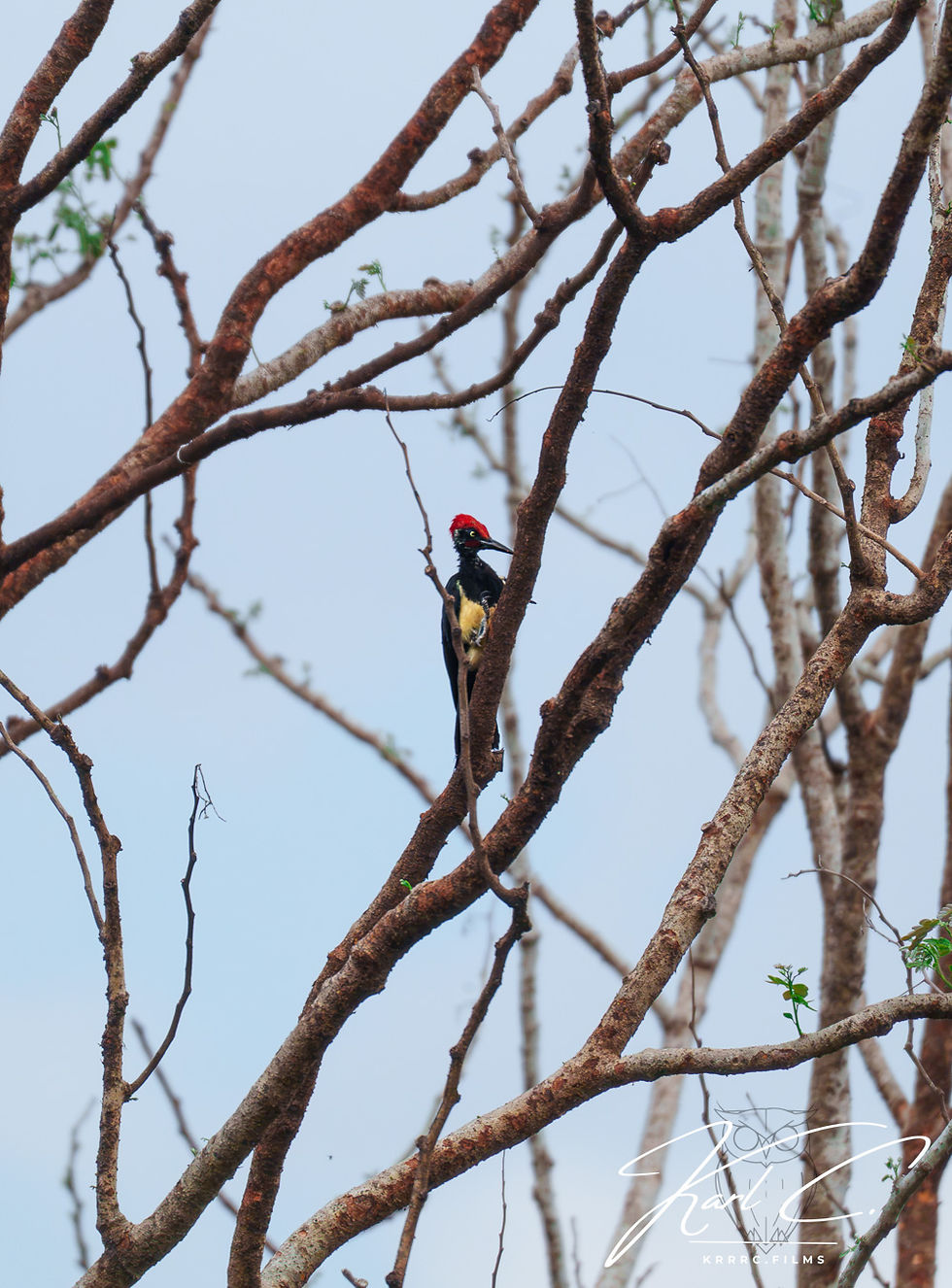 Experience Birdwatching Bliss at Vine and Canopy in Subic Bay