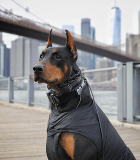 brooklyn dog training