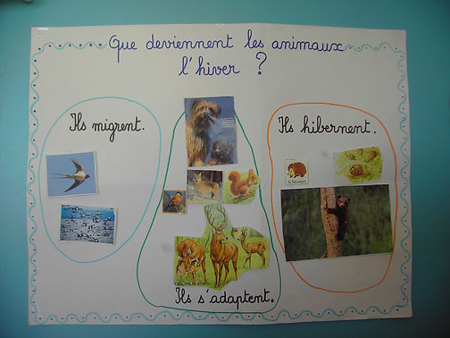 Que deviennent les animaux l'hiver
