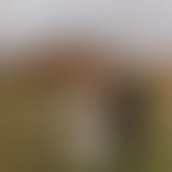 Nicholls Wedding Northern Michigan