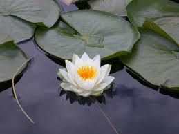 “The lotus is the most beautiful flower, whose petals open one by one. But it will only grow in the mud. In order to grow and gain wisdom, first you must have the mud --- the obstacles of life and its suffering. ... The mud speaks of the common ground that humans share, no matter what our stations in life. ... Whether we have it all or we have nothing, we are all faced with the same obstacles: sadness, loss, illness, dying and death. If we are to strive as human beings to gain more wisdom, more kindness and more compassion, we must have the intention to grow as a lotus and open each petal one by one. ” ― Goldie Hawn