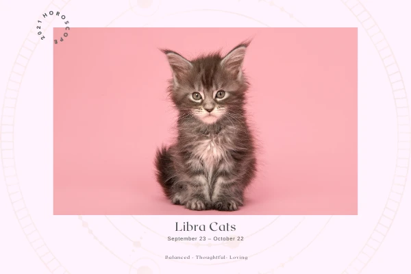 Libra kitten on pink background