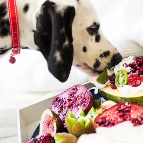 Safe and harmless: Which fruits and vegetables can my dog eat?
