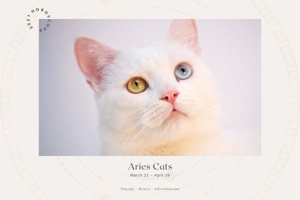 Aries white cat with bicolor eyes