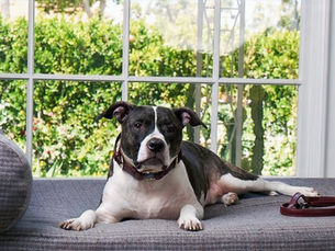 Dogs and Astrology: What is Your Dog’s Horoscope 2023 Edition.