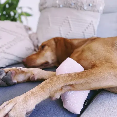dog sleeping with Chouchou catnip dog toy