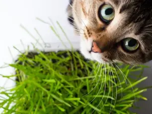 Everything You Need To Know About Catnip For Cats (& Dogs)!