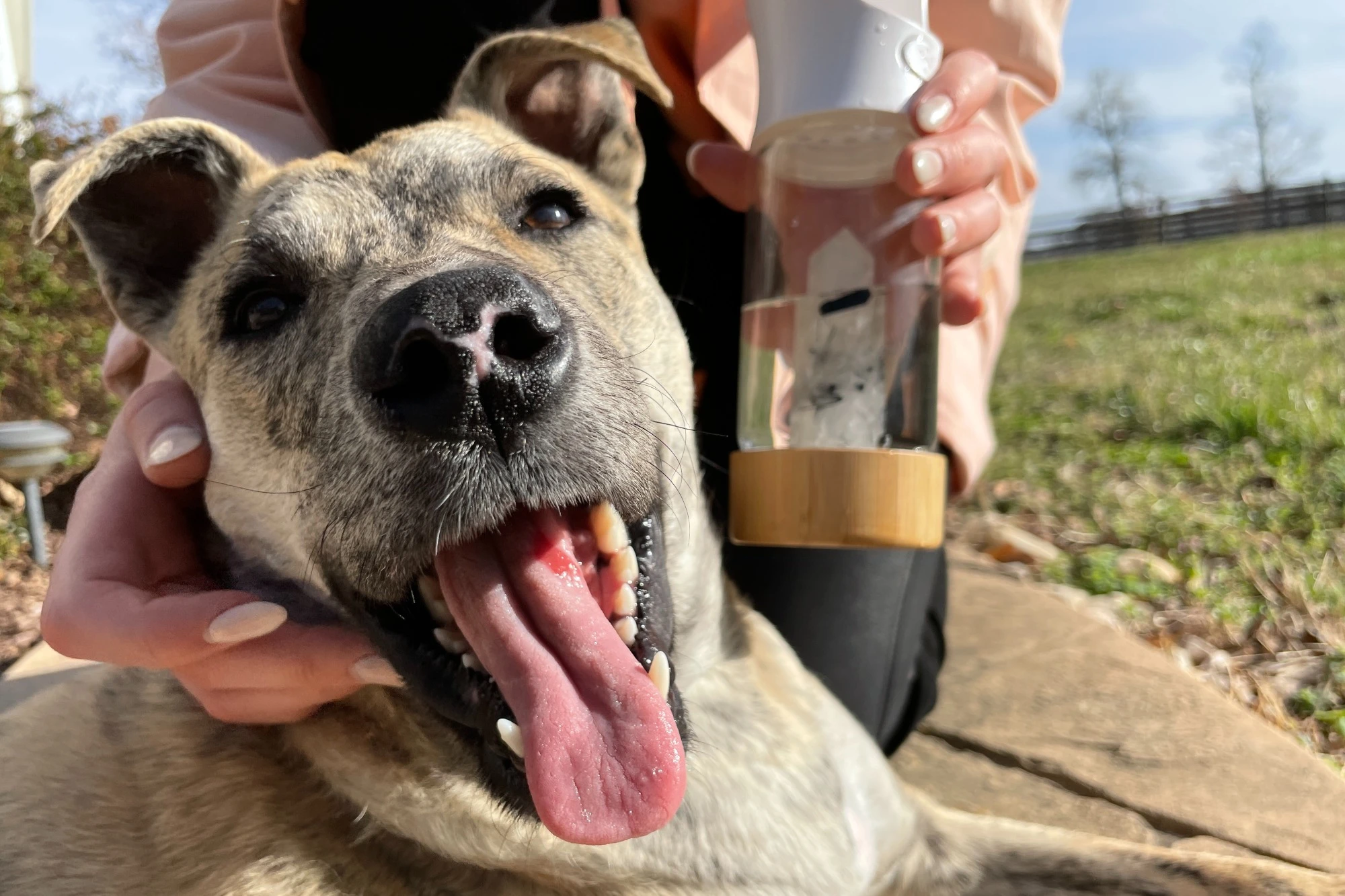 Tourmaline quartz crystal infused dog water bottle with a dog